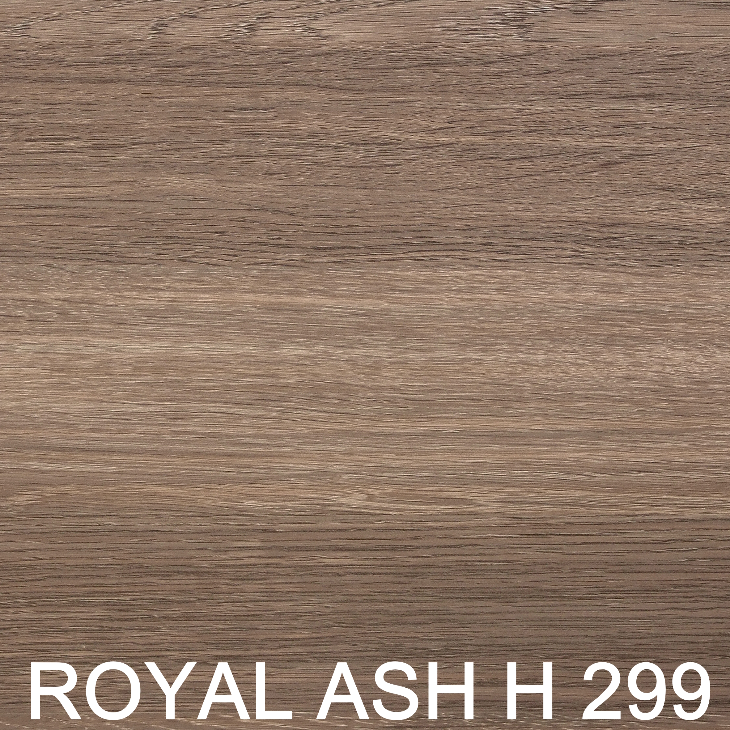 Royal ash H